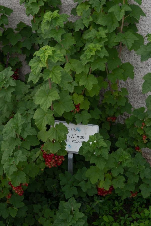 Fiori&Vigne Di Cecilia Marcon Villa Farra di Soligo Dış mekan fotoğraf